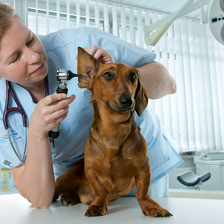 Ветеринария. Внутренние незаразные болезни домашних животных