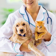 Ветеринарный врач / Специалитет, 7 уровень квалификации